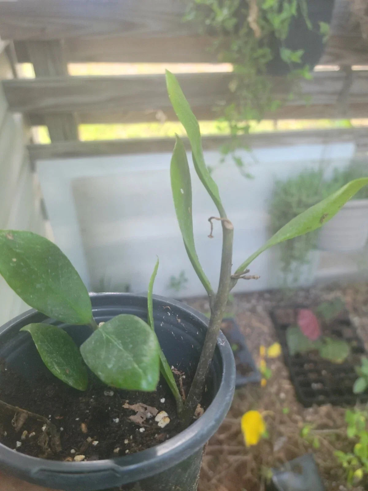 Live ZZ Plant Houseplant 6" - Zamioculcas Zamiifolia, Easy Care Indoor Greenery, Low Light, Drought-Resistant, Air-Purifying