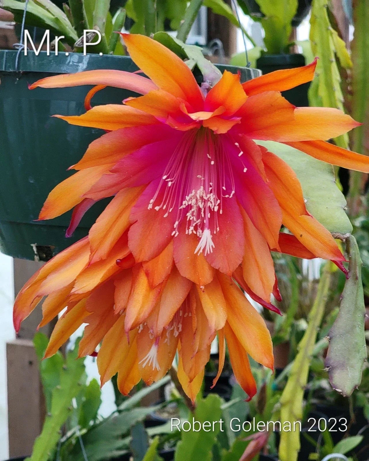 Epiphyllum 'Mr. P.' Rooted Cutting - Rare Orchid Cactus Indoor Plant - Vibrant Fragrant Blooms - Tropical Houseplant