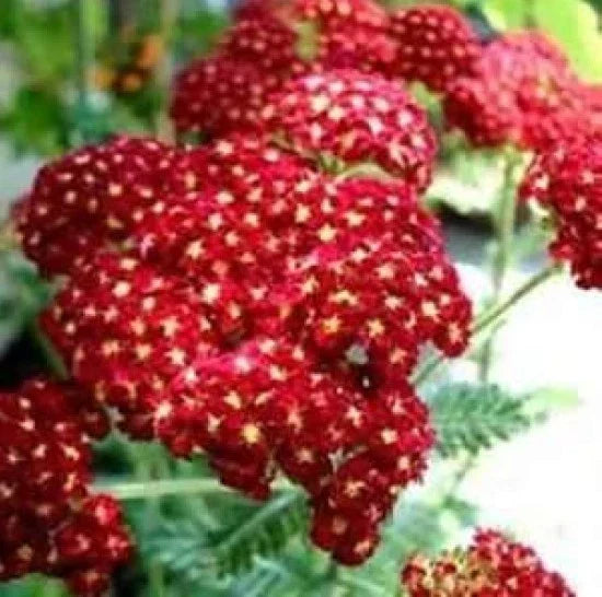 Red Yarrow Seeds - 100 Fresh Achillea millefolium Seeds for Gardens & Pollinators