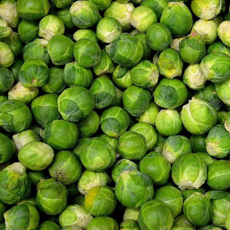 Brussel Sprouts Seeds Pack – Heirloom Non-GMO Organic Variety – Brassica oleracea var. gemmifera for Vegetable Gardening