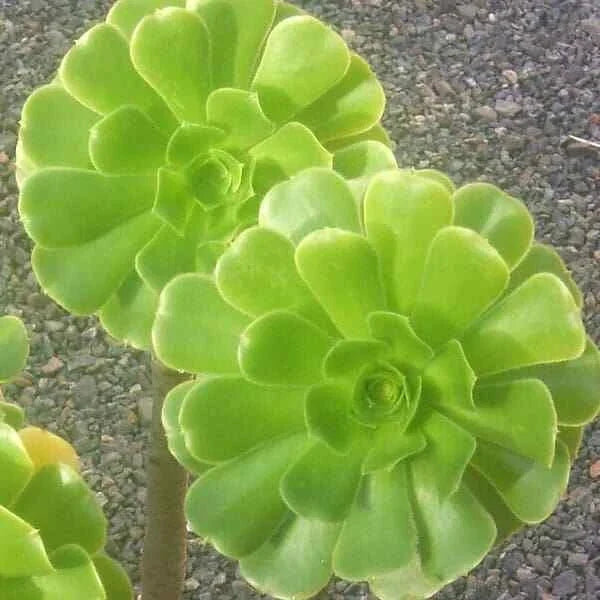 XL Aeonium Arboreum Cuttings - Green Rose Succulent Plant for Propagation & Gardening - 5" Diameter