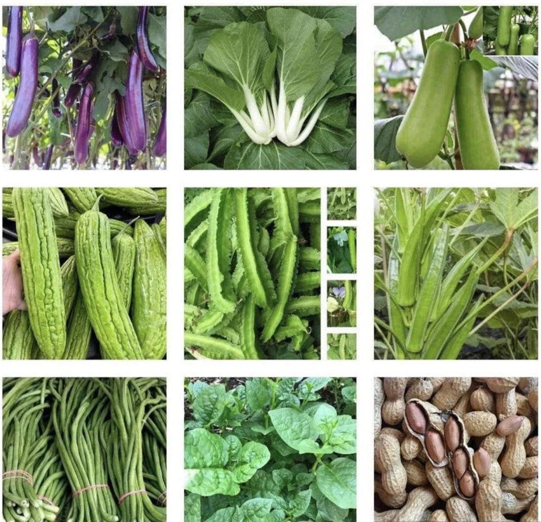 15 Packets Asian Vegetable Seeds Non-GMO for Home Vegetable Garden