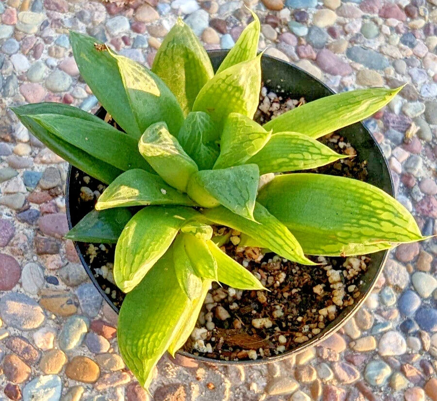Rare Haworthia Turgida Var. Longibraacteata Succulent - 5" Potted Plant with Transparent Tips, Indoor Plant, Easy Care, Drought Tolerant
