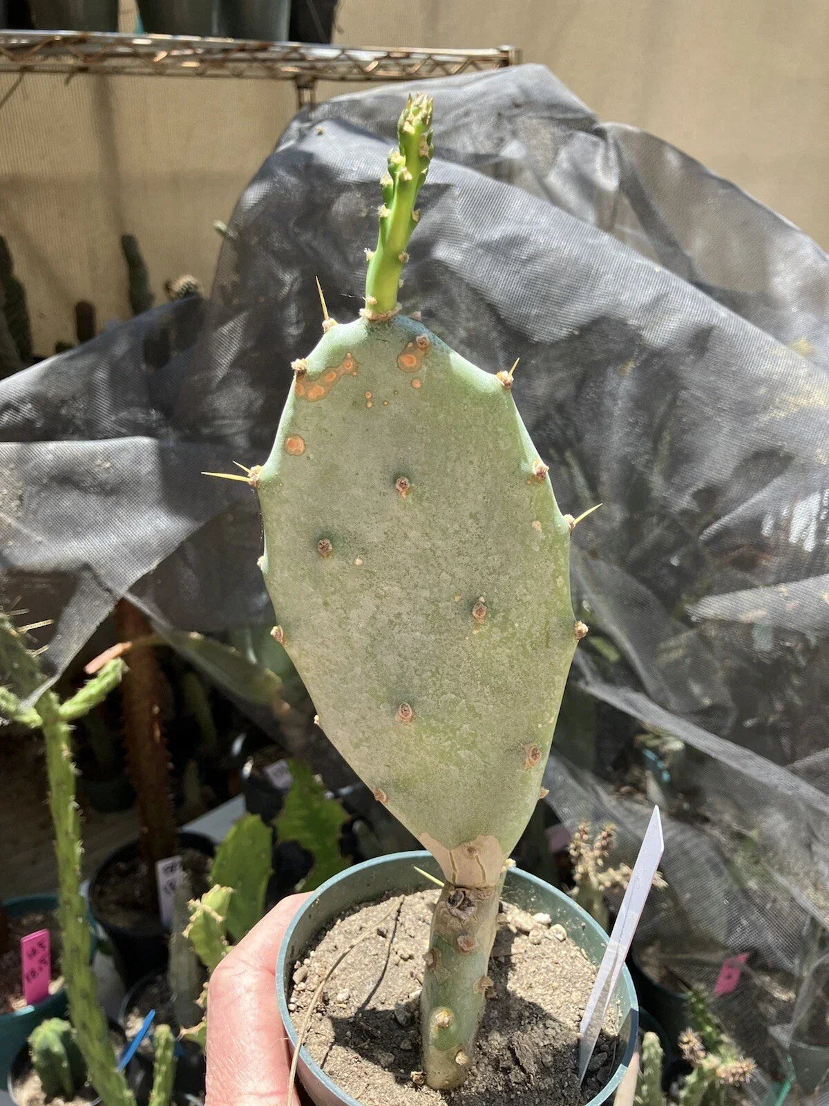 Opuntia Hybrid Cartwheel Prickly Pear Cactus Potted Plant - Unique Succulent for Indoor & Outdoor Decor