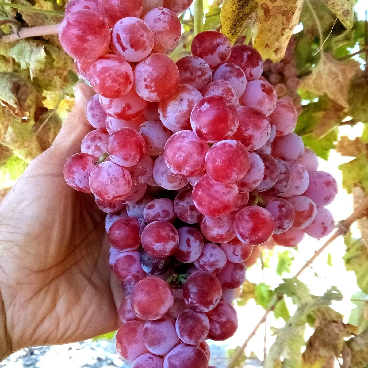 Globe Seedless Grape Vine Cuttings - 50 Bulk Vitis vinifera Deciduous Vine for Garden or Vineyard