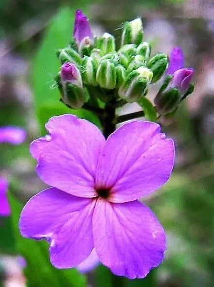 Dames Rocket Flower Seeds - 500 Seeds Hesperis matronalis - Fragrant Perennial Garden Blooms