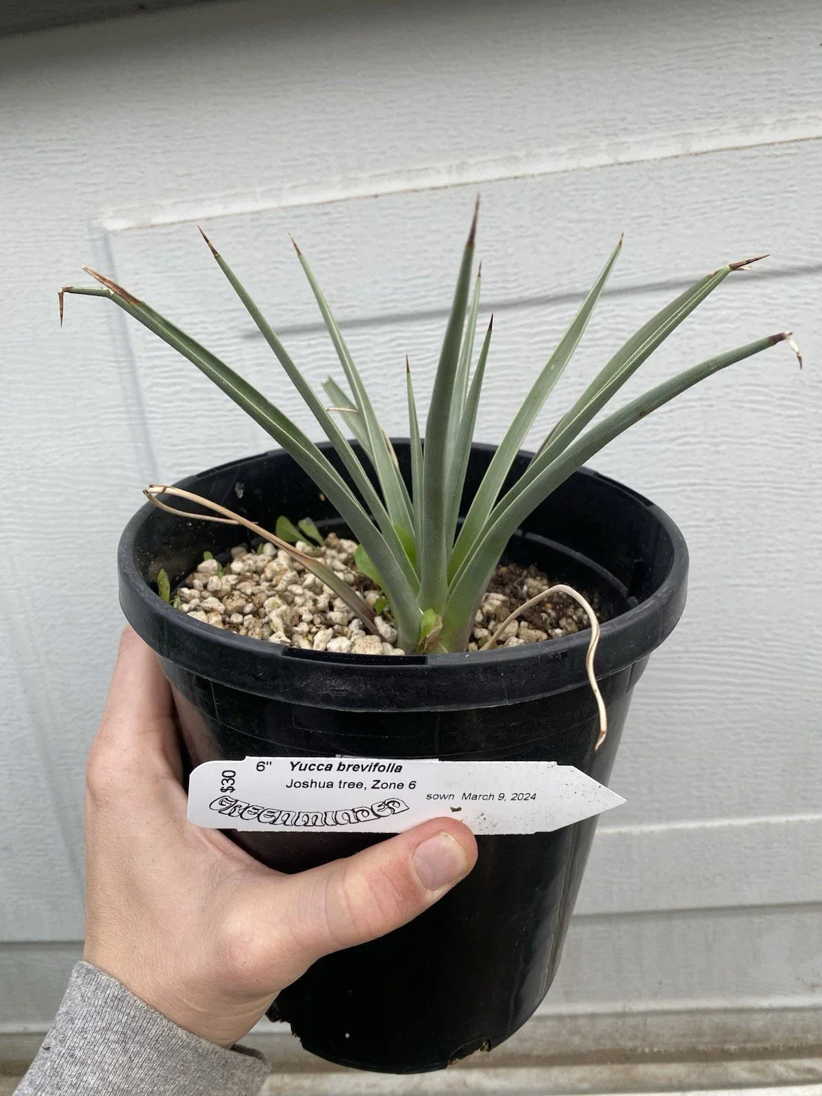 Joshua Tree Live Plant - Yucca Brevifolia, Seed Grown, Bare Root for Xeriscaping & Low-Water Gardens