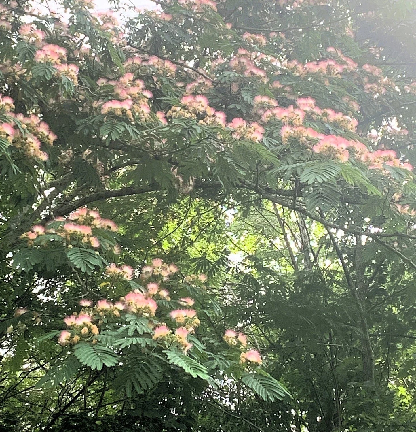 Pink Mimosa Tree Cuttings - 8-10 Inches Albizia Julibrissin Persian Silk Tree Fast Growing Garden Plant
