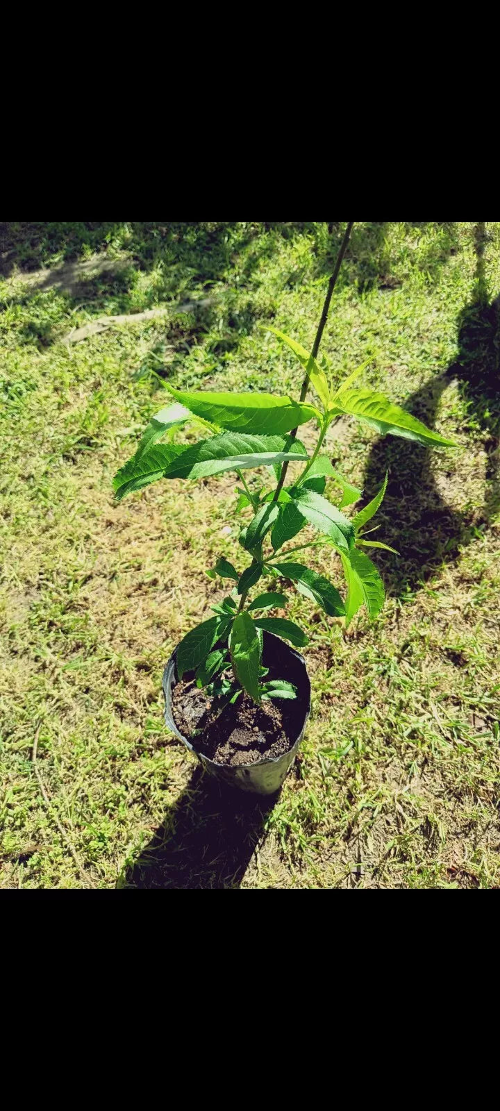 Peach Live Plant - Prunus Persica - Fruit Tree for Garden & Landscape - Healthy, Self-Pollinating, Disease-Resistant