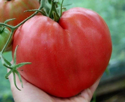Anna Russian Tomato Seeds - Organic Heirloom Non-GMO Pack of 30+ for Home Gardening, Juicy Slicing Tomatoes, Solanum lycopersicum