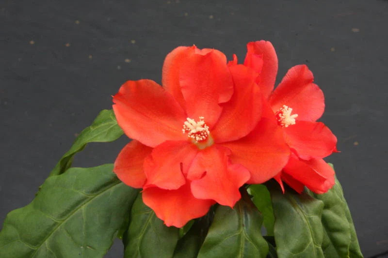 Rare Pereskia bleo Cacti Plant in 4" Pot, Abrojo Rodocactus Spine Succulent, Unique Indoor Plant Decor