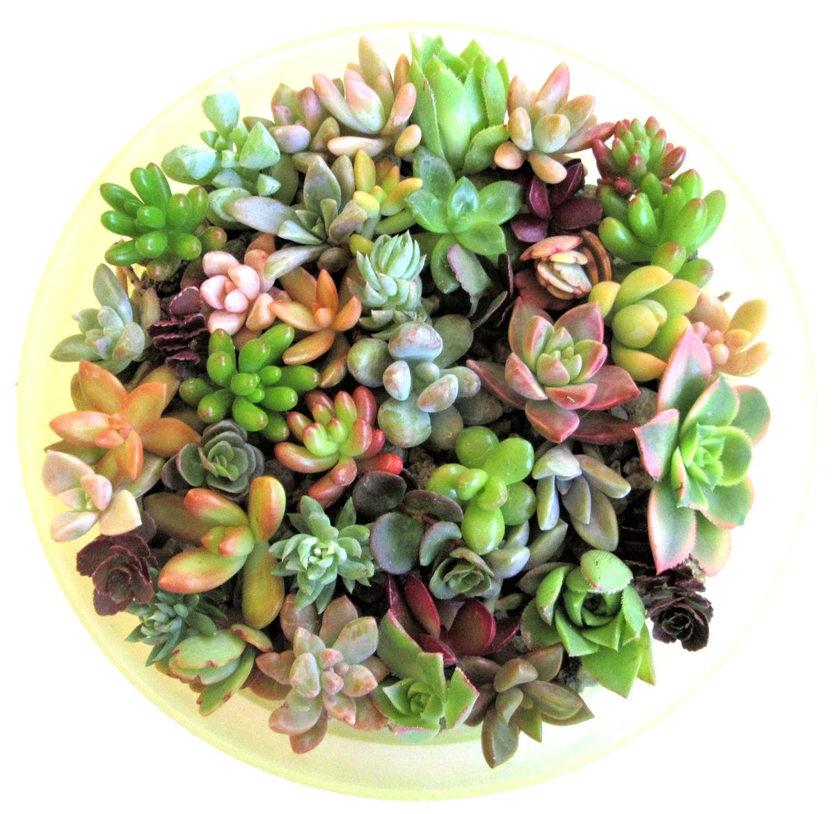 Succulent Cuttings 1-2 Inches, 15 Varieties for Fairy Gardens, Weddings, Crafts, Decor, Succulent Plants, Rosettes