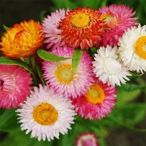 Swiss Giant Mix Strawflower Seeds – Non-GMO Helichrysum bracteatum, Colorful Blooms, Annual, Full Sun, Easy to Grow
