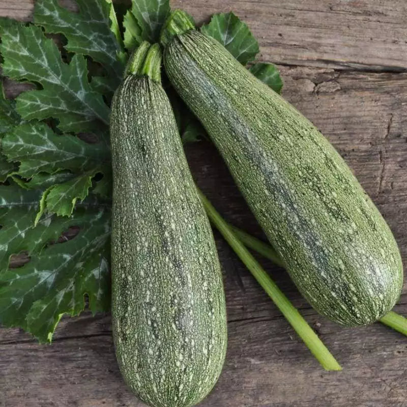 Grey Zucchini Summer Squash Seeds, Mexican Grey Zucchini, Lebanese Variety, Cucurbita pepo, Heirloom Seeds