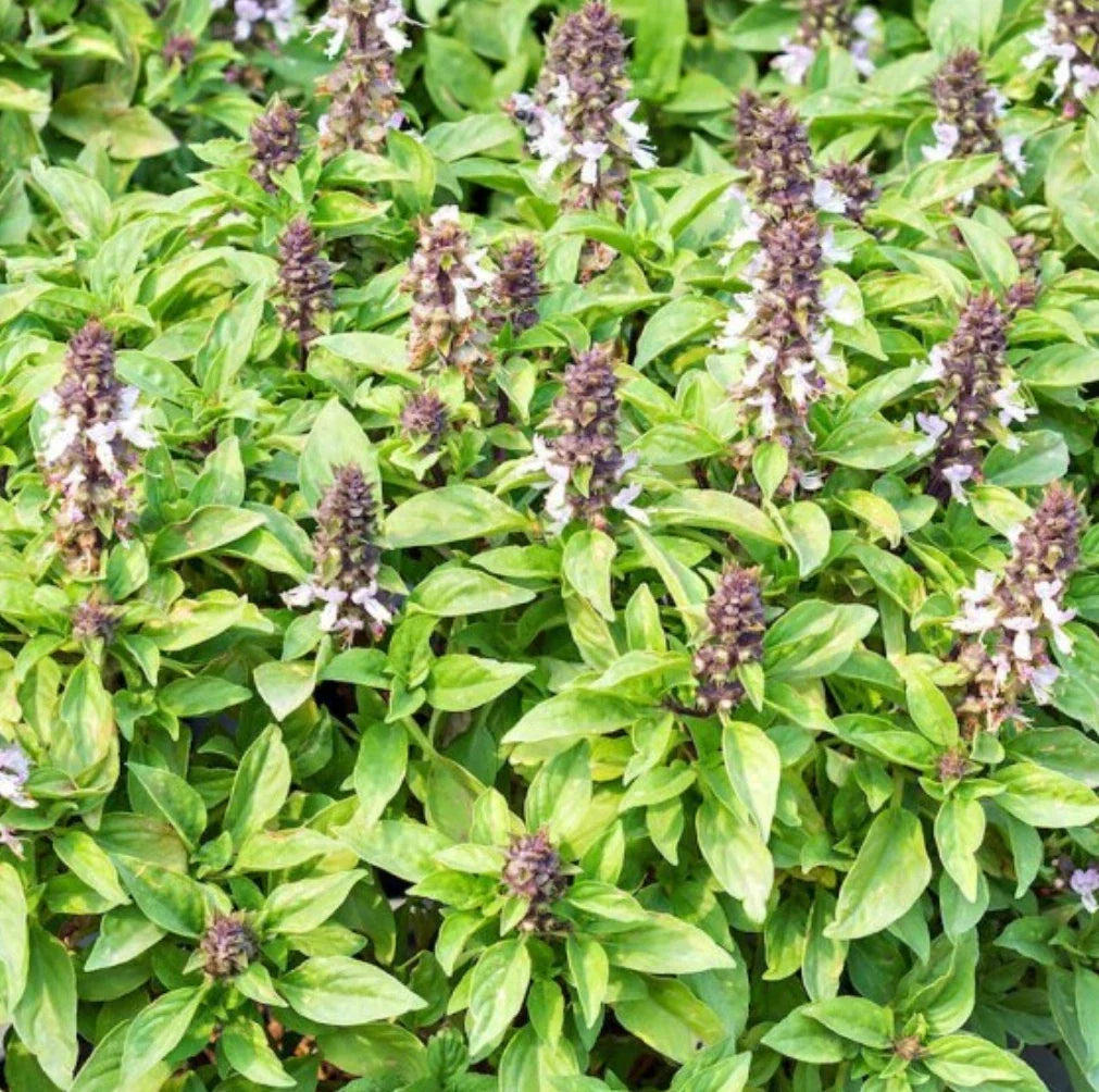 Thai Basil Seeds - 1,000 Count - Ocimum basilicum Heirloom Culinary Herb Seeds