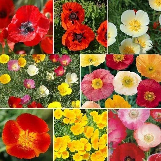 Poppy Seeds Mix - 2000 Non-GMO Perennial Oriental Poppies - Papaver orientale Flower Seeds for Garden, Borders, and Pollinators