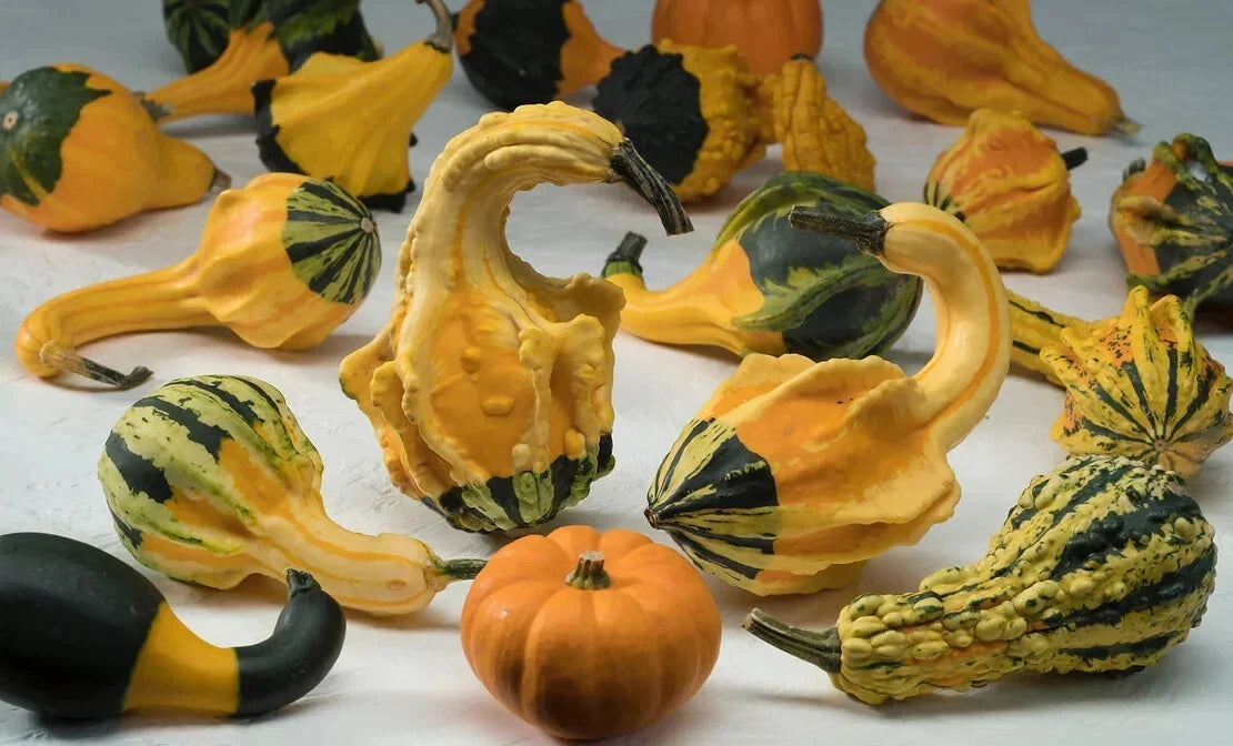 Winged Gourd Squash Seeds - 25+ Pack - USA Grown - Trichosanthes dioica