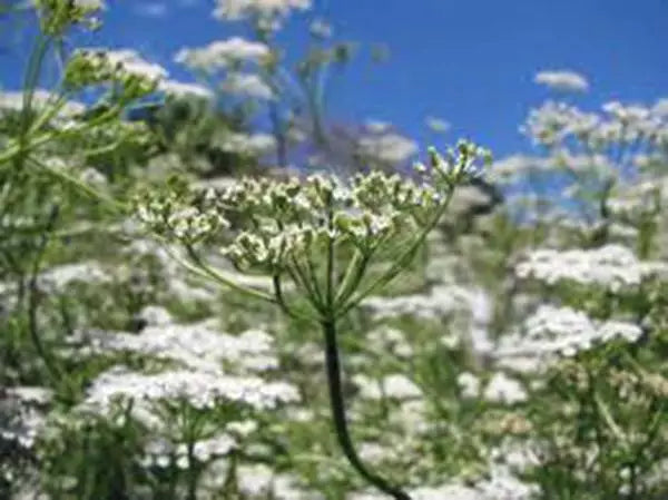 Cumin Seed Packets – Heirloom Non-GMO Cuminum cyminum Herb Seeds for Culinary Gardening