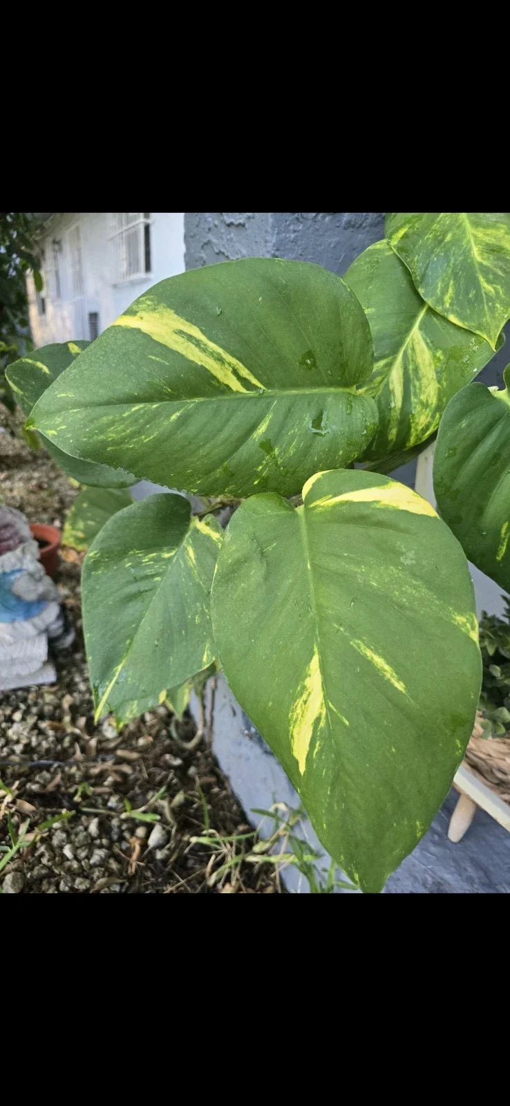 Golden Pathos Live Plant Cuttings with Roots – Epipremnum aureum – Indoor/Outdoor Vining Plant