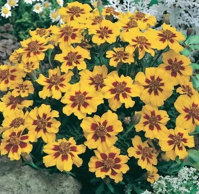 French Marigold Seeds Dwarf Naughty Marietta 200 Seeds Tagetes patula