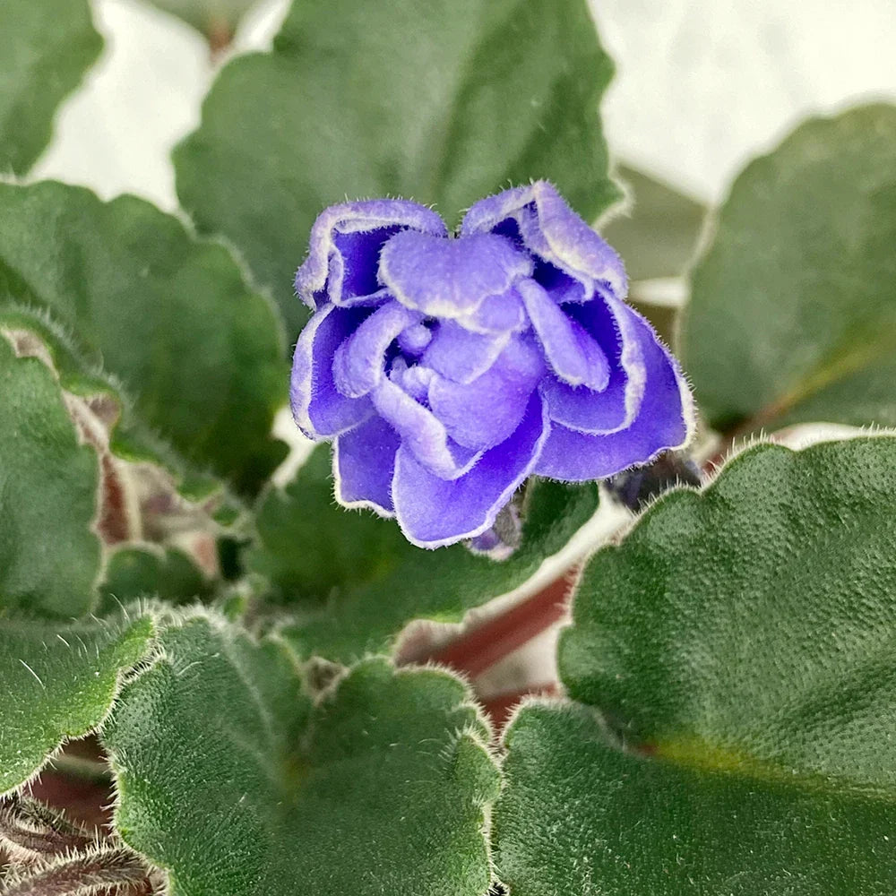 Unrooted African Violet Leaf - Ness Crinkle Blue - Semi-Miniature Saintpaulia ionantha for Propagation & Indoor Gardening