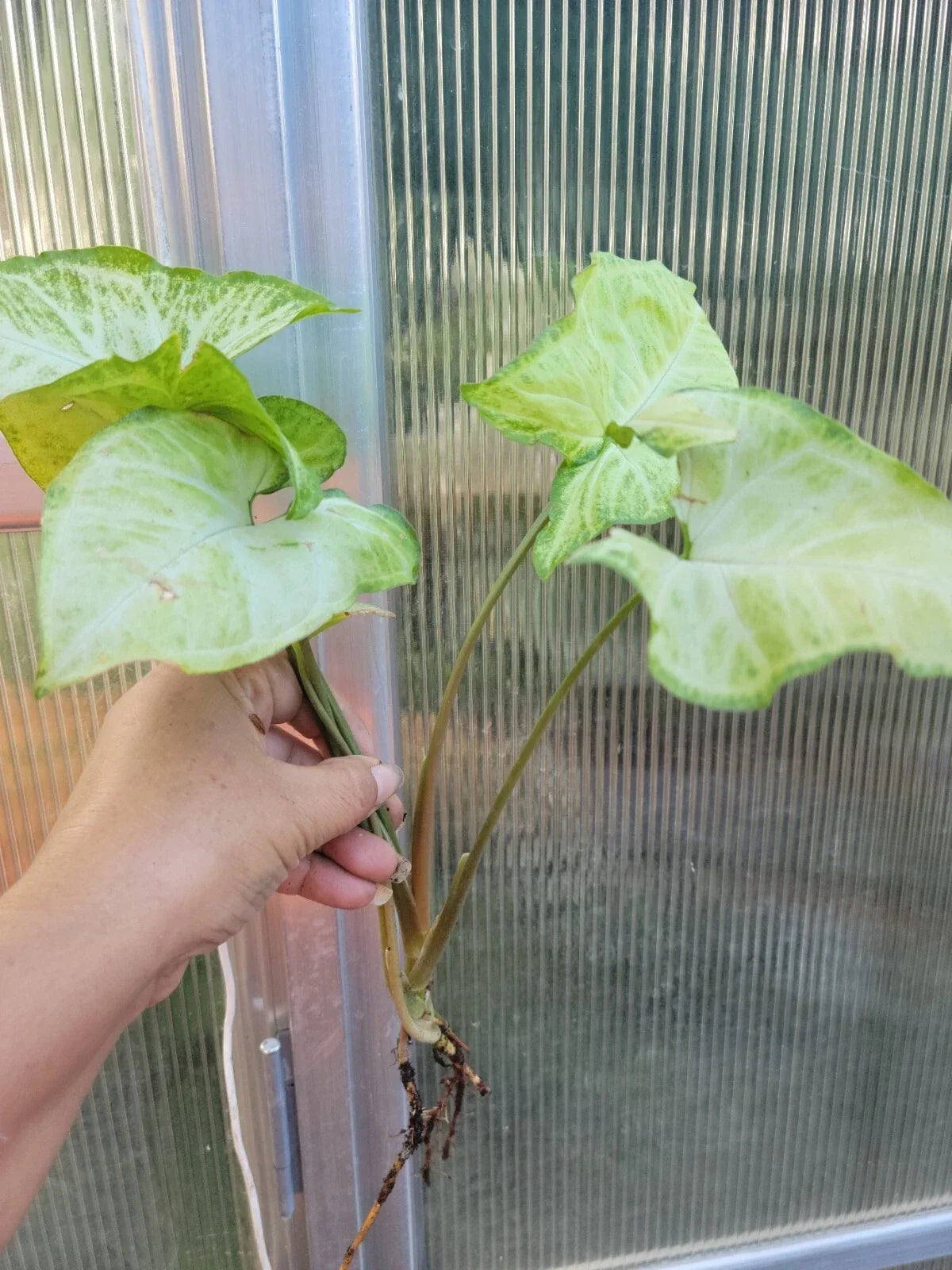 Syngonium Podophyllum 'White Butterfly' Arrowhead Plant - Well Rooted Bare Root Indoor Houseplant, Variegated Foliage