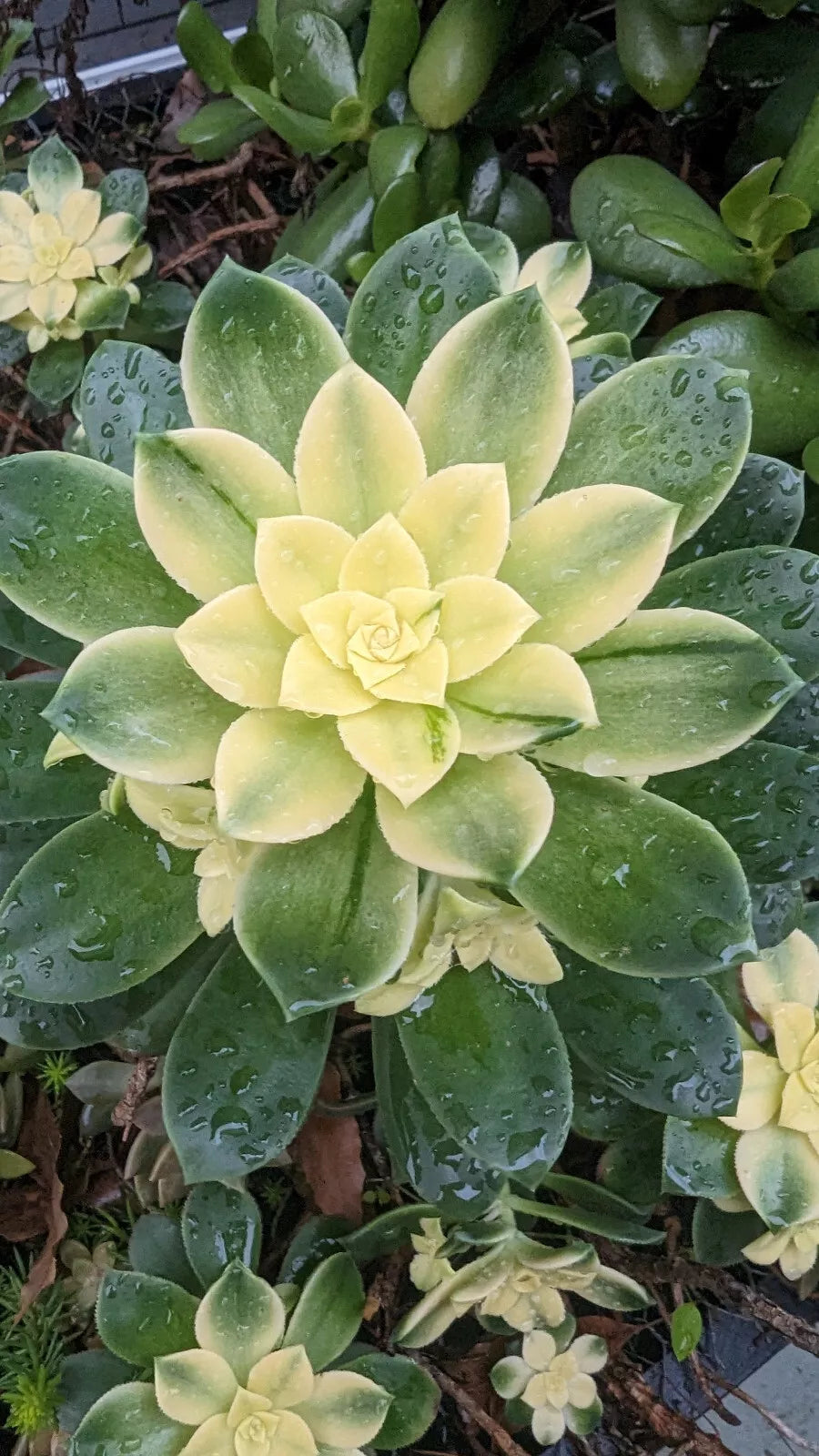 Aeonium Kiwi Cutting - 4" Unrooted Succulent Plant, Variegated Green and Yellow Rosette, Easy to Propagate, Indoor or Patio Decor
