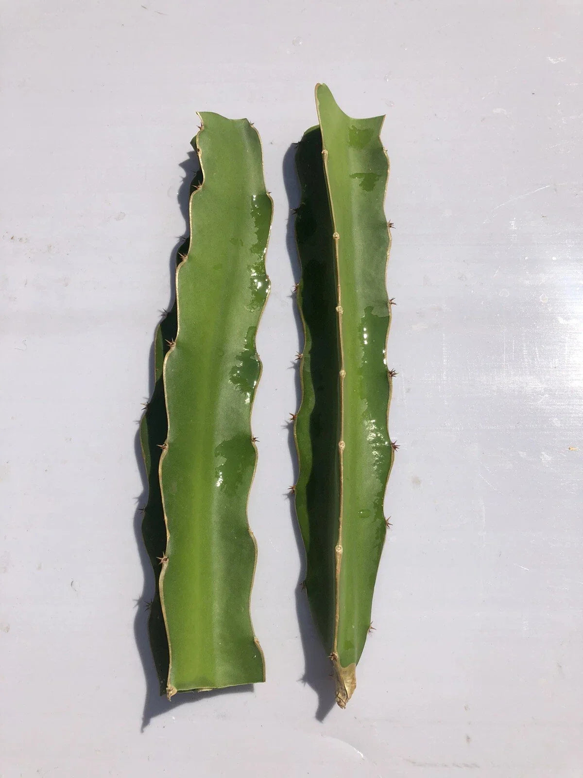Dragon Fruit Cutting 6-8 Inches Hylocereus undatus Fresh Plant for Home Garden or Indoor Decor