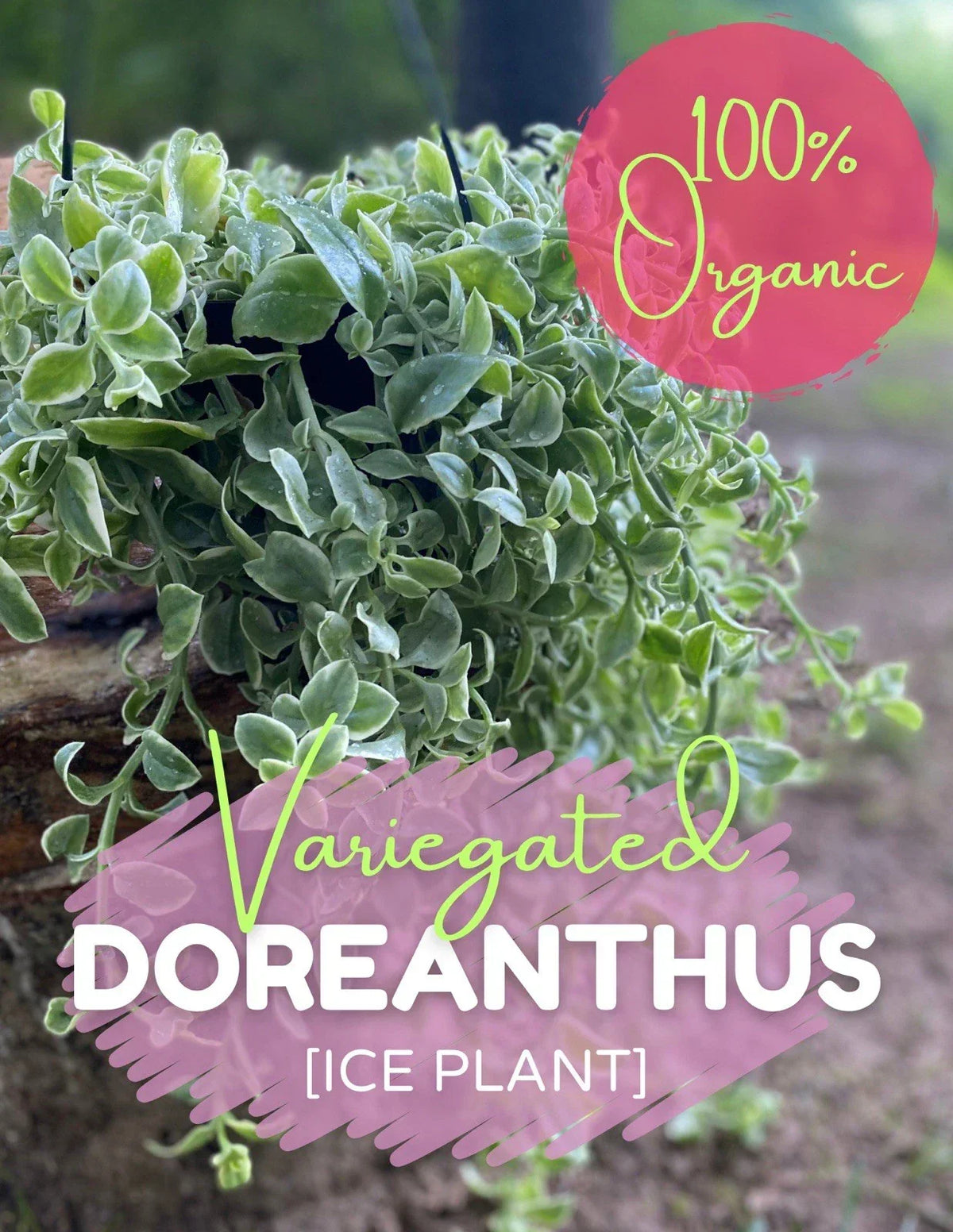 Variegated Ice Plant Cutting - Organic Live Rooted Succulent Dorotheanthus bellidiformis - Free Shipping