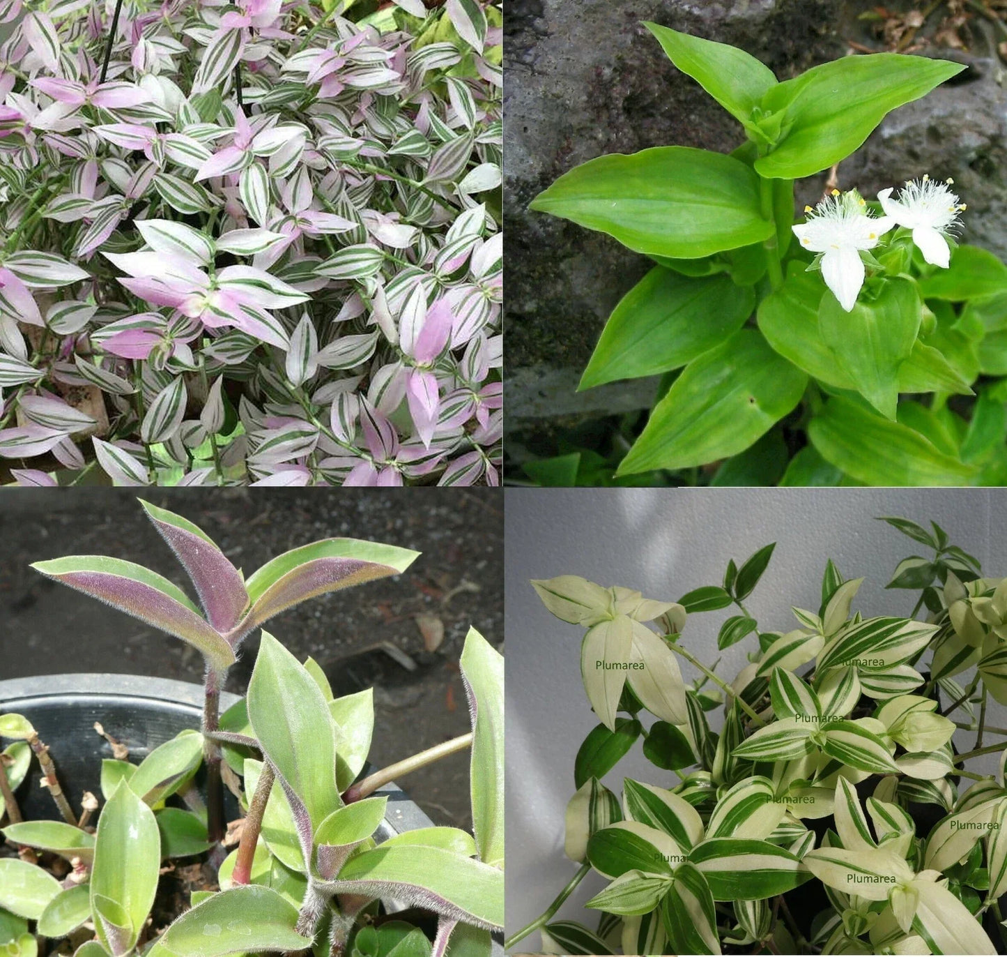 Wandering Jew House Plant Assortment - Tradescantia Zebrina & Pallida - Indoor Trailing Greenery Set - Easy Care Indoor Plants
