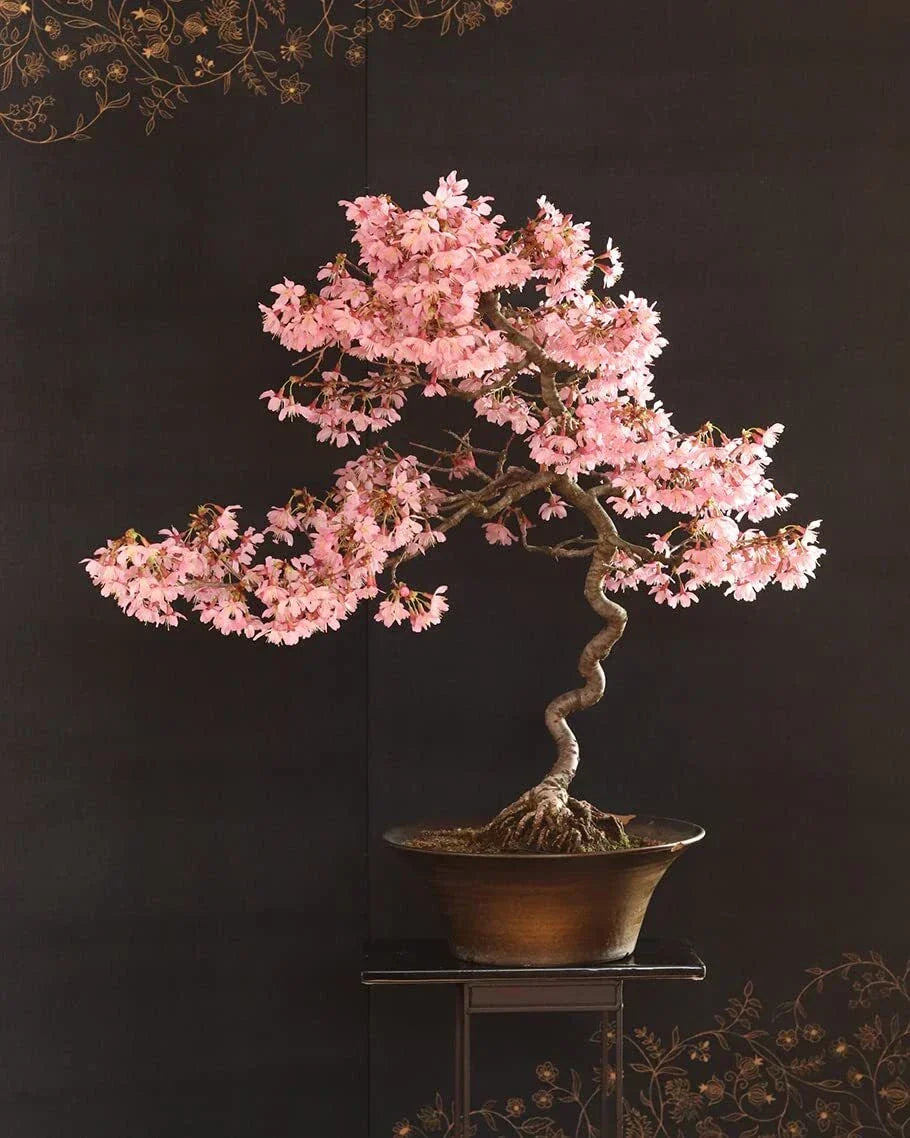 Japanese Flowering Cherry Blossom Bonsai Seeds - 30 Pack Sakura Prunus serrulata