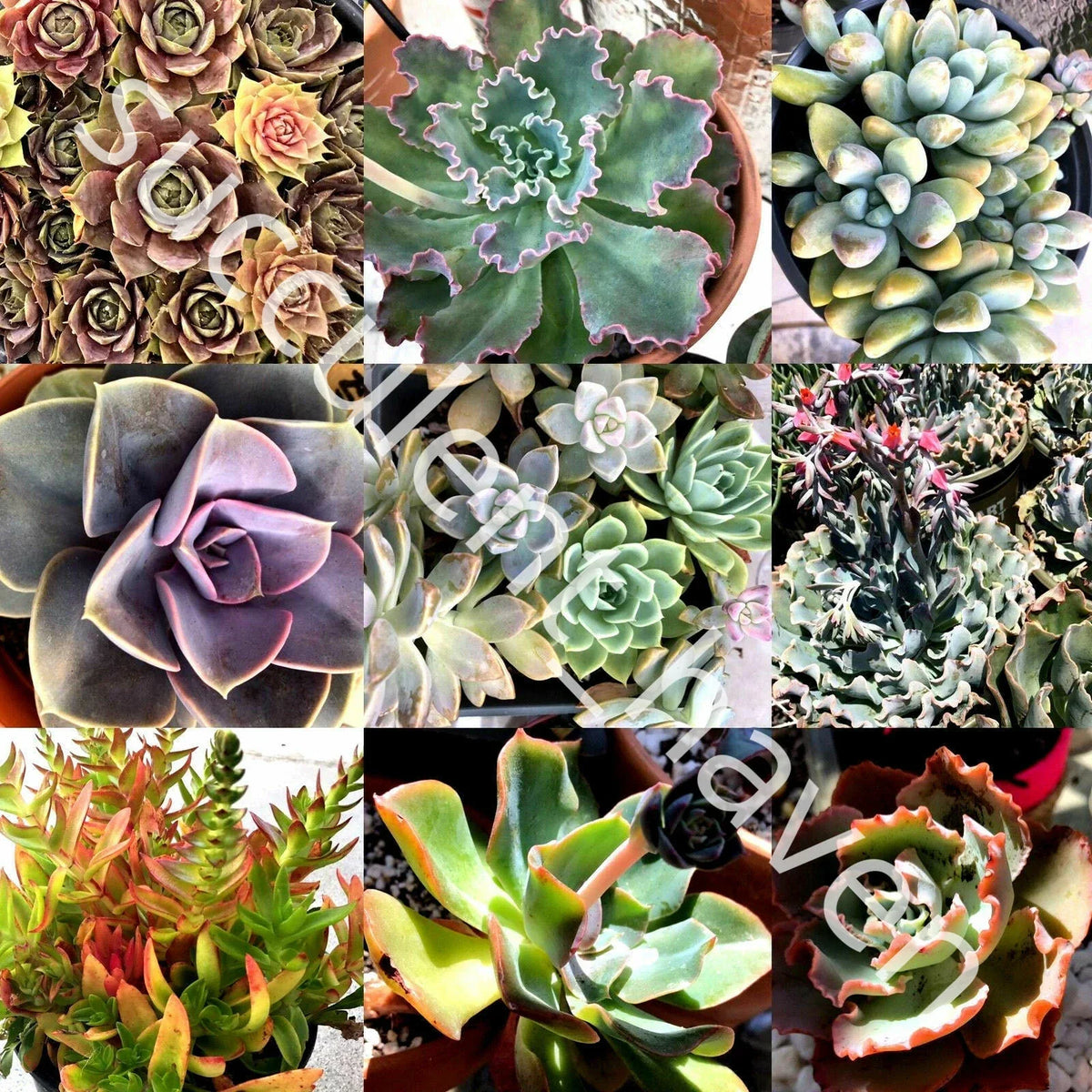 30 Assorted Succulent Cuttings 1-4 Inches | Echeveria, Sedum, Varieties for Propagation & DIY Projects