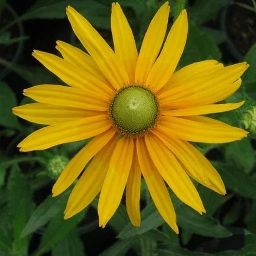 Black Eyed Susan Seeds - Green Eyes Rudbeckia hirta, Non-GMO, 200 Seeds for Garden, Wildflower, Border, Container Planting