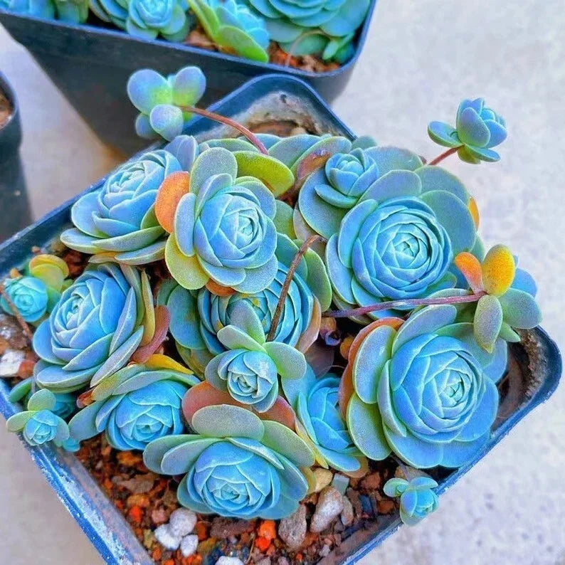 Blue Succulents Seeds - 100pcs Witchford Lithops Cactus Seeds, Drought-Tolerant