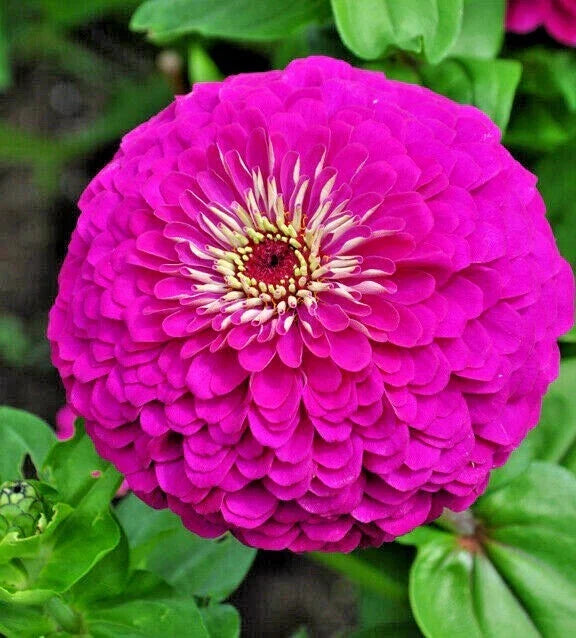 Zinnia Seeds - 300+ Lavender Annual Flowers for Summer Garden | Zinnia elegans