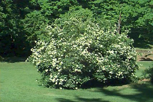 Arrowwood Viburnum Shrub Live Plant 8-12 Inches Bare Root | Viburnum dentatum | Hardy Zones 5-9