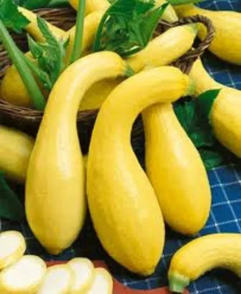 Yellow Crookneck Squash Seeds - 50+ Heirloom Non-GMO Cucurbita pepo for Home Garden, Summer Vegetable, Full Sun, Easy to Grow