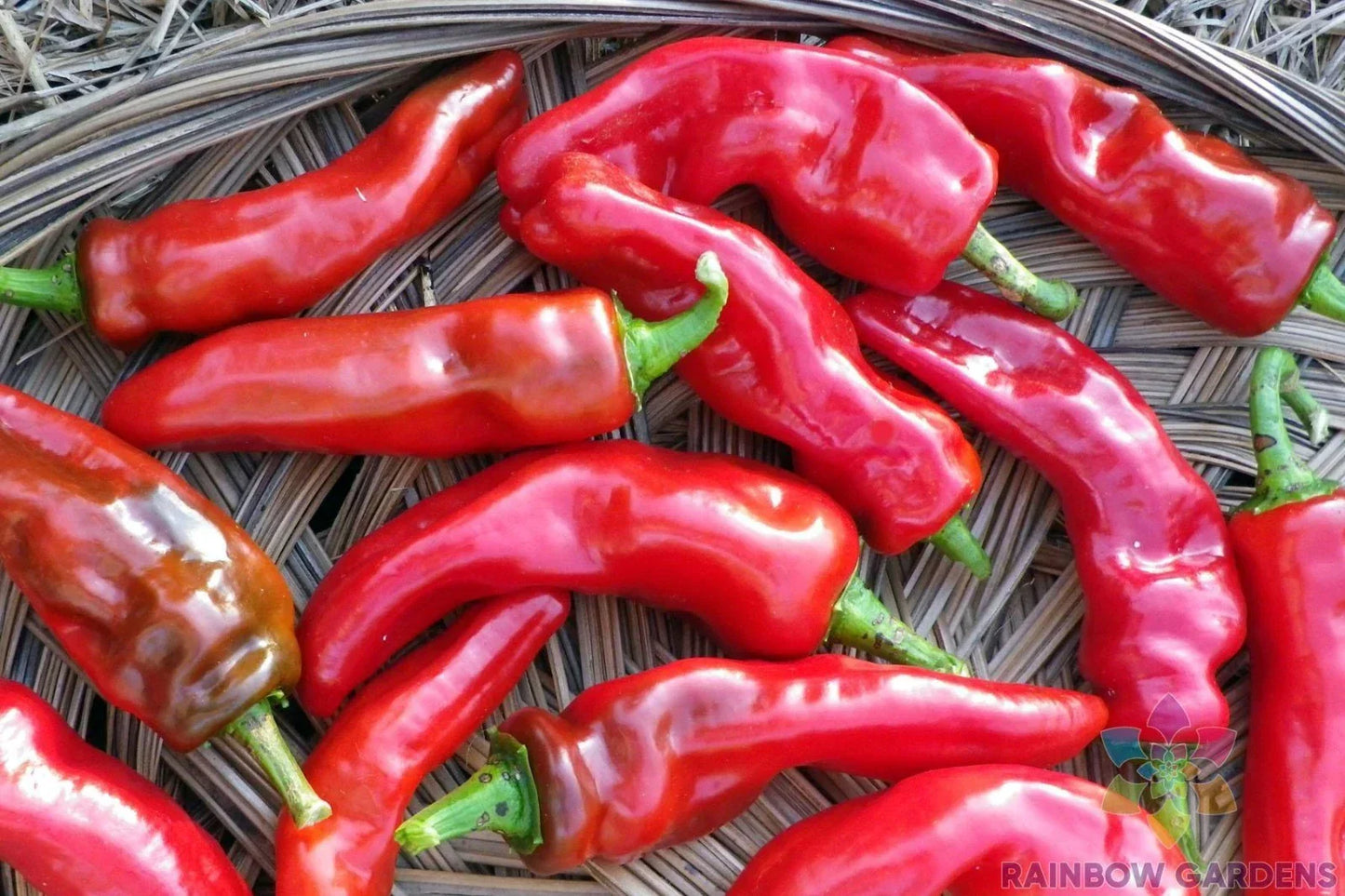 Melrose Sweet Pepper Seeds - 25 Pack - Capsicum annuum - USA Grown
