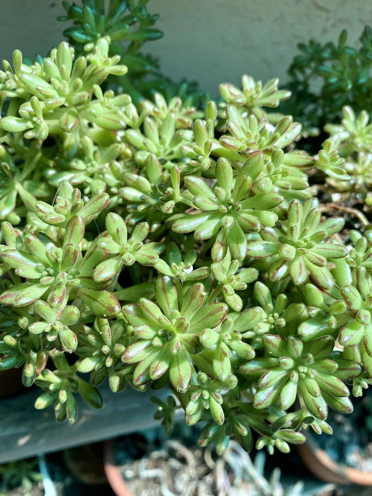 Aeonium Sedifolium Variegated Cuttings | Dwarf Succulent Propagation | 10 Branches | Crassulaceae | Indoor & Outdoor