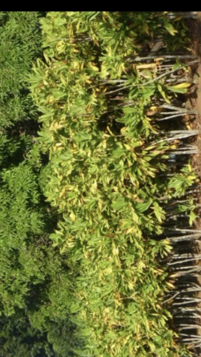 Cordyline Fruticosa Cuttings – 24 Green Hawaiian Ti Good Luck Plant Logs for Propagation & Gardening