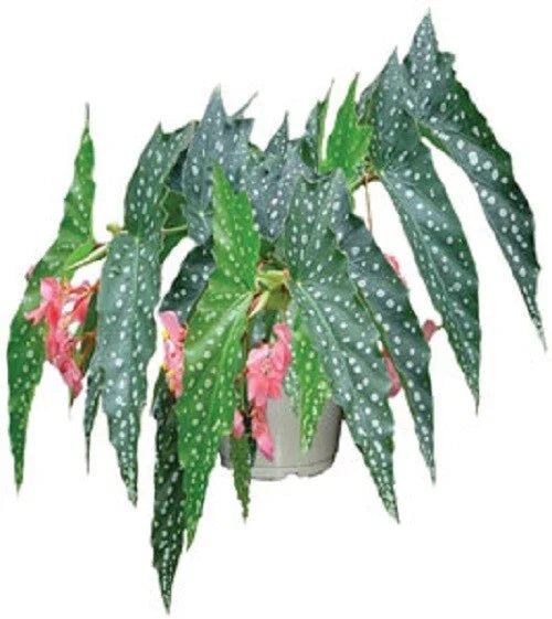 Angelwing Begonia Starter Plant - "My Special Angel" Variegated - Rooted in Pot - Begonia aconitifolia