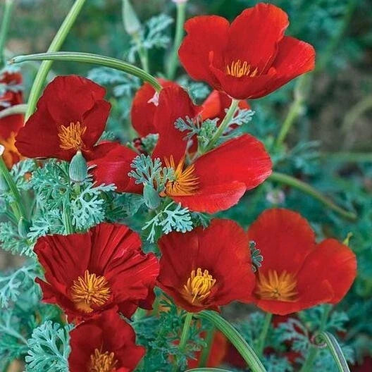 California Poppy Seeds Red Chief Non-GMO 1000 | Eschscholzia californica Pollinator-Friendly Seed Pack