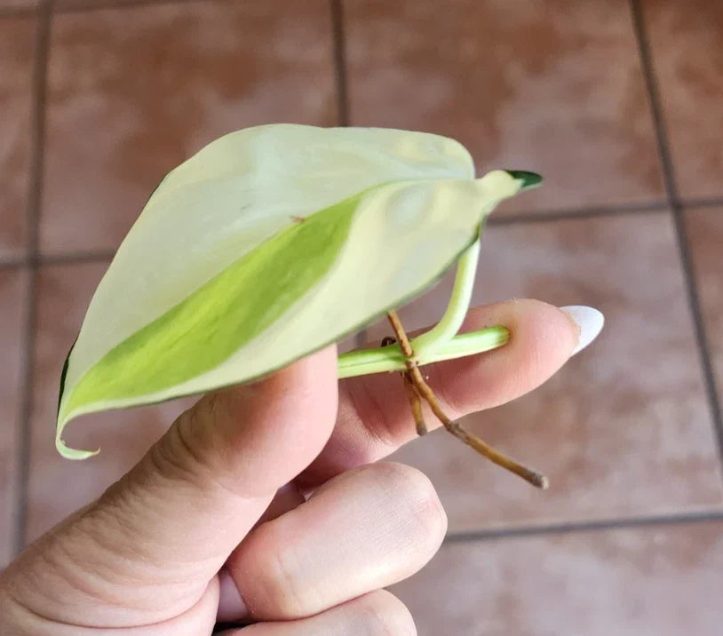 Genuine Philodendron Gabby Cutting - Authentic Plant Propagation, Heart-Shaped Leaves, Philodendron hederaceum 'Gabby'