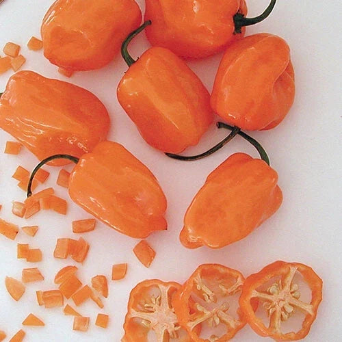 Orange Habanero Pepper Seeds - Heirloom Non-GMO Capsicum chinense, Hot Pepper Seeds, Compact Bushy Plant, Pack of 20