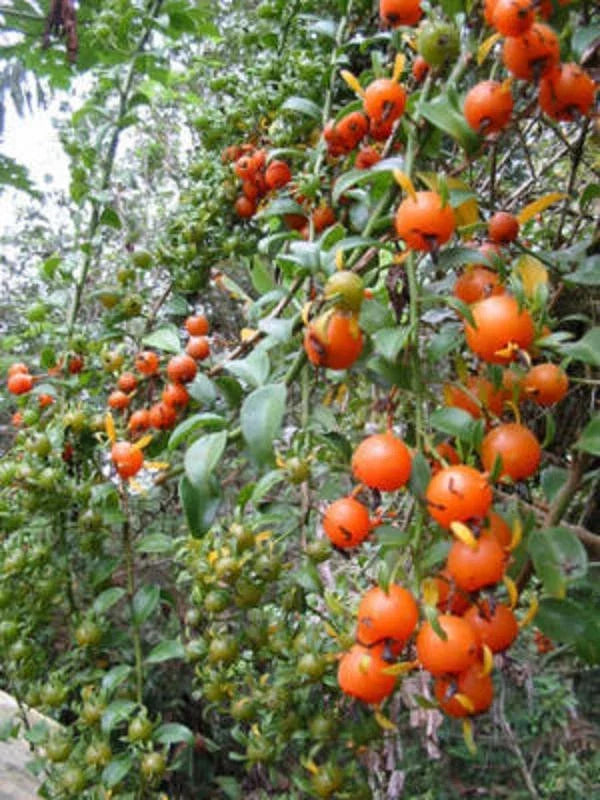 Exotic Fruit Cactus Plant 4" Pot Pereskia aculeata Gold Vine Climber Edible Fruits & Variegated Leaves