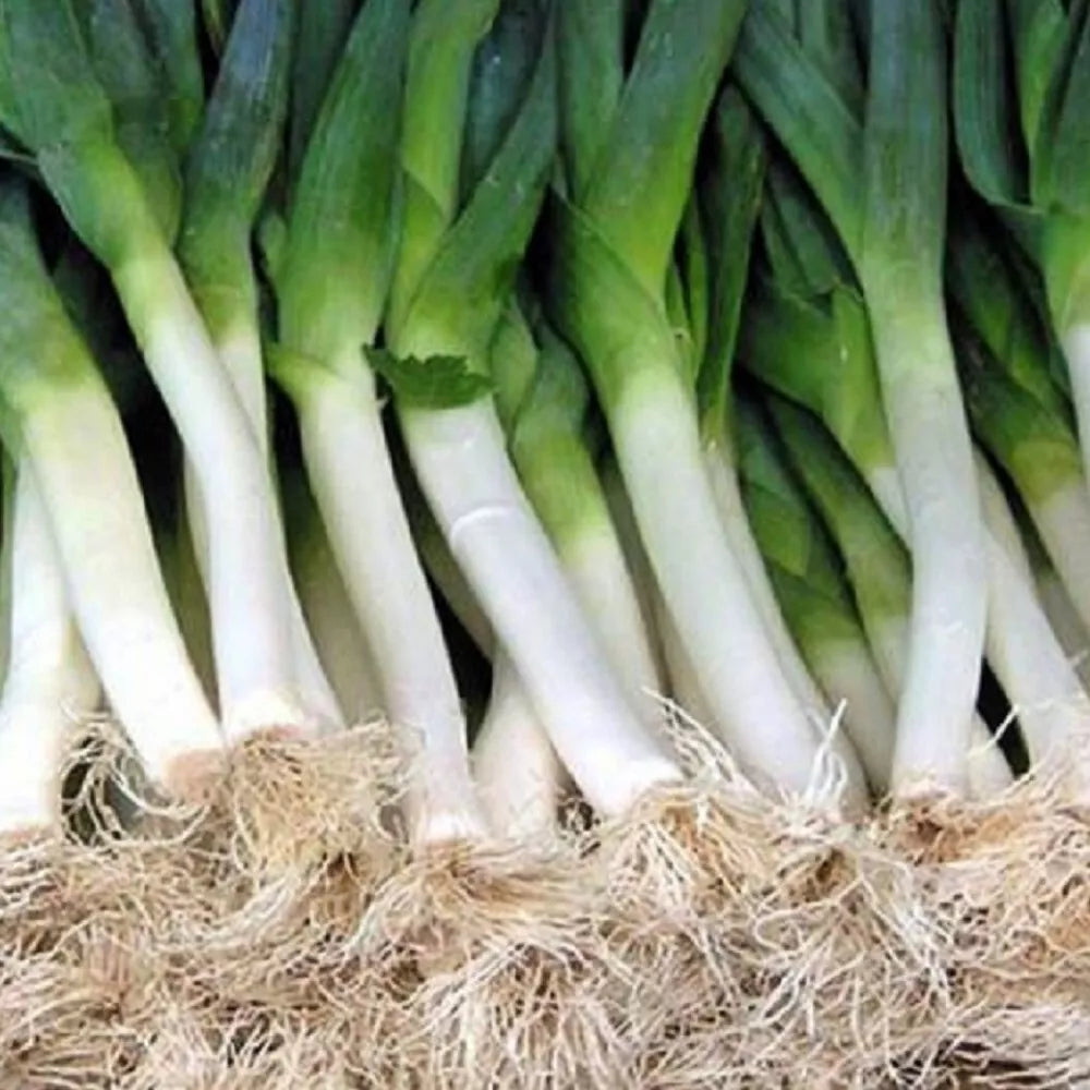 Carantan Leek Seeds | NON-GMO Heirloom Garden Seeds | Allium porrum | Fresh Vegetable Seeds for Cooking