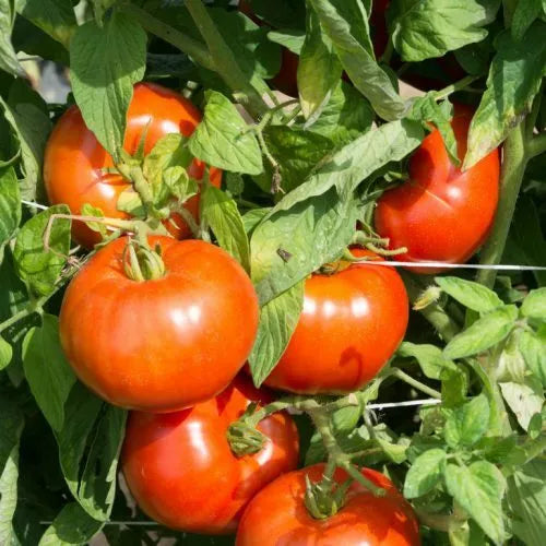 Rutgers Tomato Seeds 50 Count Heirloom Non-GMO Vegetable Seeds Solanum lycopersicum