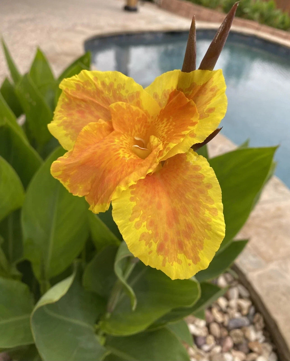 Canna Lily Plant Starter - Yellow & Orange Canna indica Tropical Flowering Garden Plant
