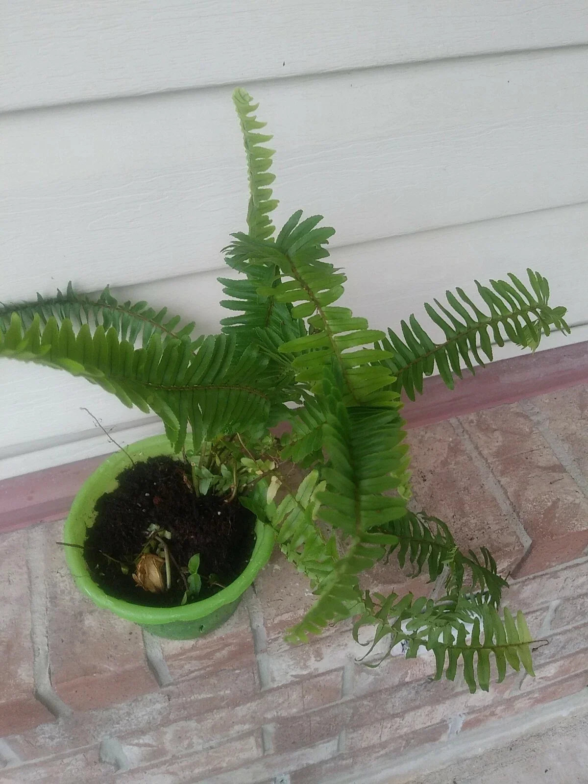 Live Sword Fern Plant – Indoor Air Purifying Fern – Nephrolepis exaltata – Live Houseplant in Pot