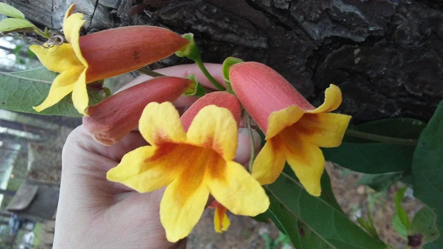 Cross Vine Plants 2-Pack Tangerine Beauty - Yellow Red-Orange Trumpet Flowers Bignonia Capreolata